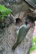 Picus viridis